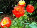 Henryane de Chaponay rose photo