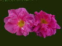 George Will rose photo