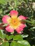 Star Delight rose photo