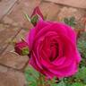 Pink Rosanna Kordana rose photo