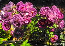 Amethyst Star rose photo