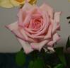 Our Rosamond rose photo