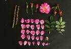 George Will rose photo