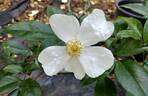 Cooper's Burmese rose photo