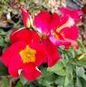 Be-Bop ™ rose photo