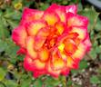 Jennie Anne rose photo