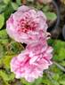Chick-a-dee rose photo