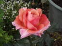 Grandma's Rose rose photo