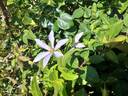 Sugar-Sweet Blue clematis photo