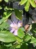 Sugar-Sweet Blue clematis photo