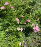 Thousand Beauties rose photo