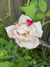 Fortune's Five Color rose photo