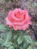 Clovie rose photo