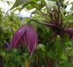 Cragside clematis photo
