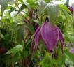 Cragside clematis photo