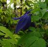 Pamela Jackman clematis photo