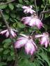 Picotee clematis photo