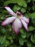 Picotee clematis photo