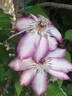 Picotee clematis photo