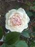 Annapurna rose photo