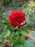 Geranium Red rose photo