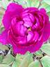 Wu Long Peng Sheng 五龙捧圣 peony photo