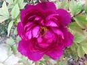 Wu Long Peng Sheng 五龙捧圣 peony photo