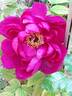 Wu Long Peng Sheng 五龙捧圣 peony photo