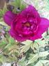 Wu Long Peng Sheng 五龙捧圣 peony photo