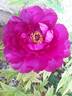 Wu Long Peng Sheng 五龙捧圣 peony photo