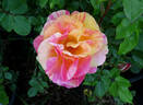 Ann Harder rose photo