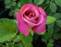 Coffee Country ™ rose photo