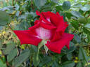 Fire 'n' Ice ™ rose photo