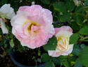 Flirtatious ™ rose photo