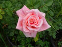 Freckles rose photo