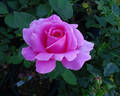 Great Scott rose photo