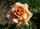 Irish Crème rose photo