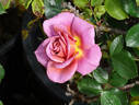 Kaleidoscope rose photo