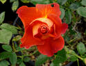Laura Bush ™ rose photo