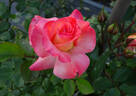 Little Darling rose photo