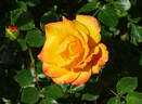 Redova™ rose photo