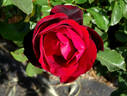 Scarlet Knight rose photo