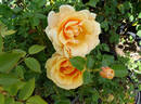 St. Tropez rose photo
