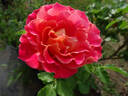 Talisman rose photo