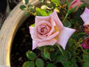 Twilight Trail rose photo