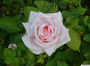 White Gene Boerner rose photo