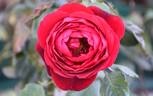 Samouraï rose photo
