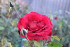 Samouraï rose photo