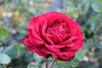 Samouraï rose photo