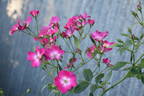 Papa Hémeray rose photo